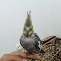 جوجه عروس هلندی فول رام