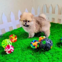 پامرانین عروسکی