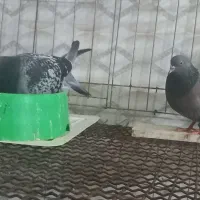 کبوتر|پرنده|اهواز, کمپلو جنوبی|دیوار