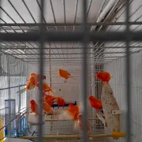 فروش تعدادی جوجه قناری رد فاکتور و نگرو(سوخته سرخ)|پرنده|اراک, |دیوار