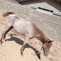 اسب ترکمن شجره دار دم گیر پرخون|اسب و تجهیزات اسب‌سواری|همایجان, |دیوار