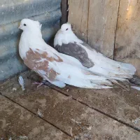 کبوتر دوبالی|پرنده|شاهرود, |دیوار