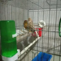 قناری|پرنده|کرمانشاه, |دیوار