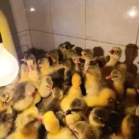 جوجه غاز قوغاز اوکراینی ۳ روزه