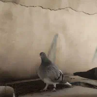 خرقه|پرنده|اصفهان, عمان سامانی|دیوار