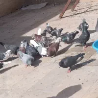 کفتر پلاکی و رنگی