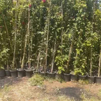 رز و رونده معطر کاغذی  فیلکوس جنگلی گندمی و....|گل و گیاه طبیعی|محلات, |دیوار