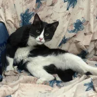 واگذاری رایگان گربه|گربه|کرج, فاز ۲ مهرشهر|دیوار