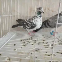 کفتر بزک سینه سفید پلاکی نر