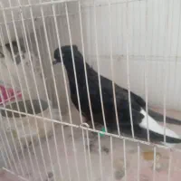 زاغدمسفید جوانه|پرنده|تربت جام, کلالی|دیوار