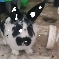 خرگوش معاوضه با پرنده