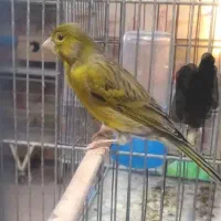 قناری سبز