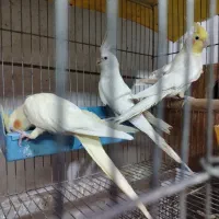 عروس هلندی طوطی|پرنده|نجف‌آباد, شیخ بهایی جنوبی|دیوار