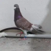 کبوتر قورگی مسابقه رفته|پرنده|مینودشت, |دیوار