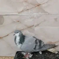 کبوتر ساده سبز ماده|پرنده|خان ببین, |دیوار