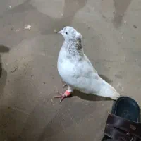 کبوتر نر همه