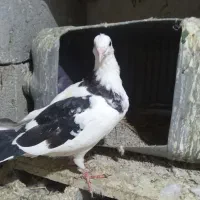 کفترنرابلغ300|پرنده|شیروان (خراسان), |دیوار