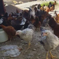 تخم مرغ محلی