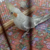 عروس هلندی پیدا شده