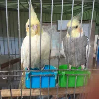 عروس هلندی مولد + جوجه بالای یکسال