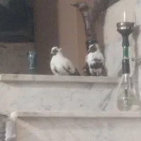 ککیلی جفت قرمز