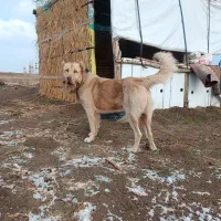 چنتا سگ سراب