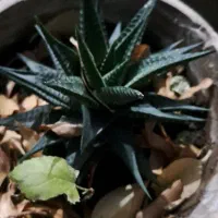 این گلهای میفروشم جای گرمایشی ندارم|گل و گیاه طبیعی|بومهن, |دیوار