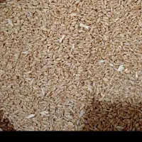 گندم|لوازم جانبی حیوانات|فیروزه, |دیوار