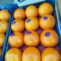 پک میوه مجالس پذیرایی بایرامی|خدمات پذیرایی، مراسم|تهران, افسریه شمالی|دیوار