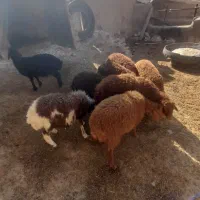 بره شیر مست