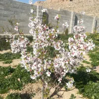 فروش باغچه توافقی|فروش خانه و ویلا|شیراز, کفترک|دیوار