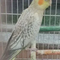 عروس هلندی۲ماهه
