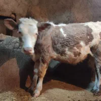 گوساله ماده سمیتال فروش کیلوی