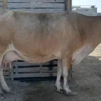 گاو شیری|حیوانات مزرعه|درگهان, |دیوار