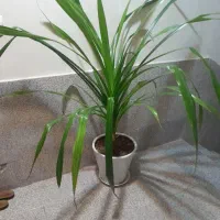 گل پاندانوس