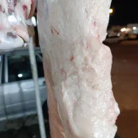 دنبه بره نر