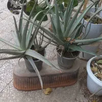 گیاه فردوس و آلوورا|گل و گیاه طبیعی|قم, ناصردیوان|دیوار