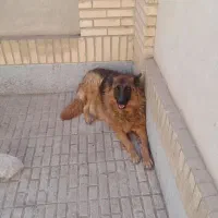 وواگذاری سگ