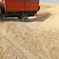 کاه گندم دیم