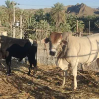 گاو نر دو تا برای قربانی|حیوانات مزرعه|کنارک, |دیوار