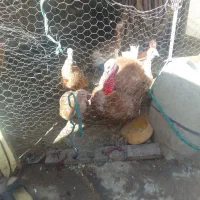 بوقلمون قهوه ای بوربون