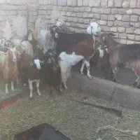 ۱۲ عدد بز کره داشتی|حیوانات مزرعه|رفسنجان, |دیوار