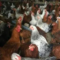 نیمچه مرغ خروس بومی گلپایگانی جهادی بلک استار|حیوانات مزرعه|اصفهان, بهارستان|دیوار