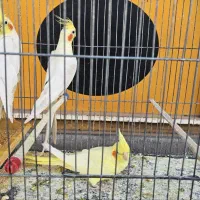 ۳عدد عروس هلندی