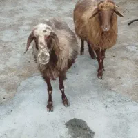 دو عدد گوسفند