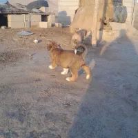 توله سرابی اصیل|سگ|آزادشهر, |دیوار