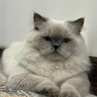 میکس بریتیش پرشین