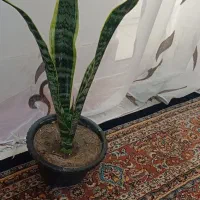 گل آپارتمانی سانسوریا ابلغ طبیعی|گل و گیاه طبیعی|ایلخچی, |دیوار