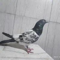 کبوتر|پرنده|خرمشهر, |دیوار