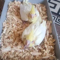جوجه عروس هلندی سرلاکی|پرنده|محمدیه-قزوین, |دیوار